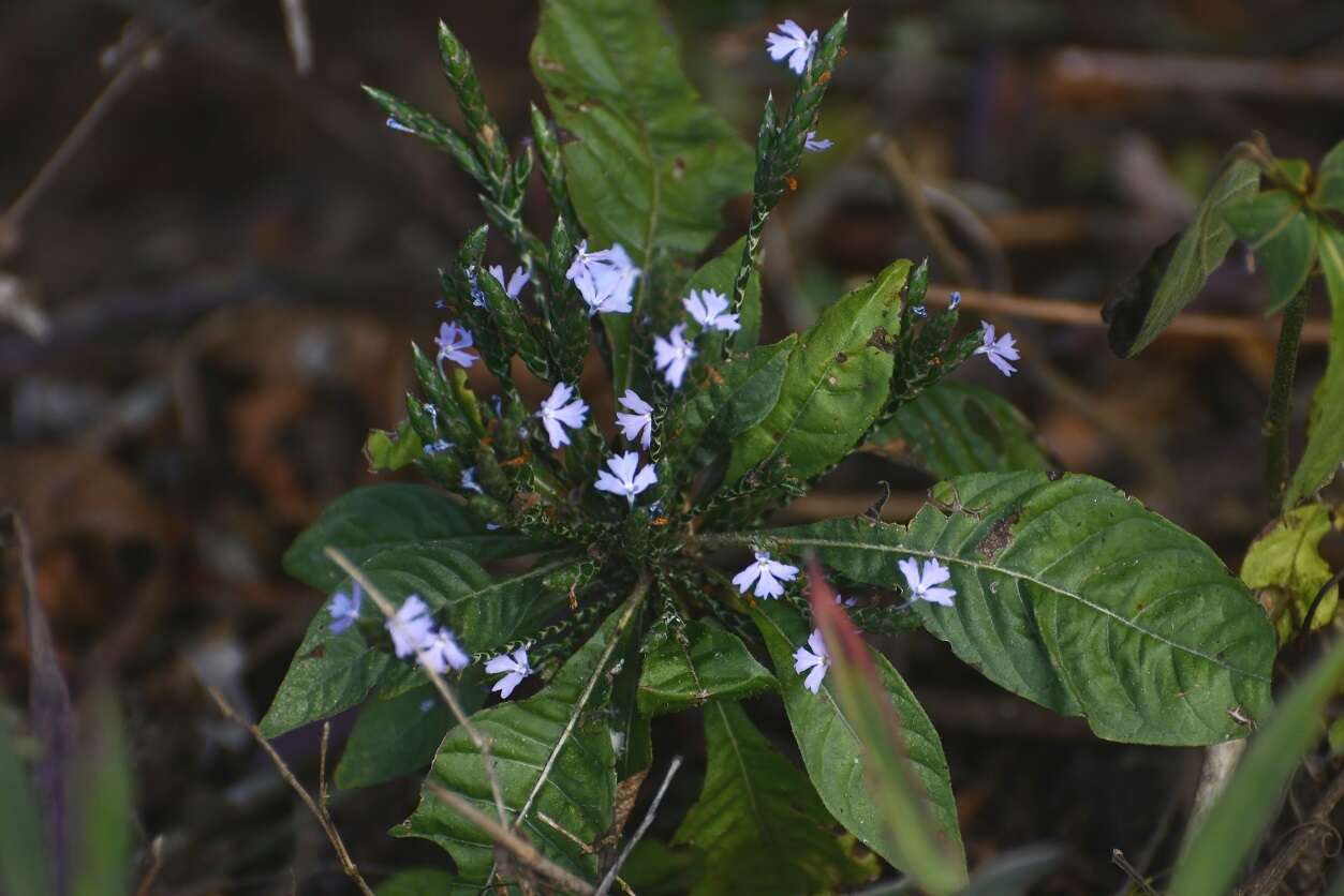 Elytraria imbricata (Vahl) Pers. resmi