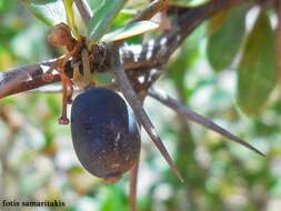 Image of Cretan Barberry