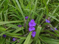 Image of Tharp's spiderwort