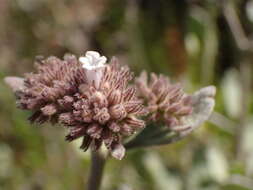 Image of Pacific yerba santa