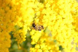 Image of Colletes simulans Cresson 1868