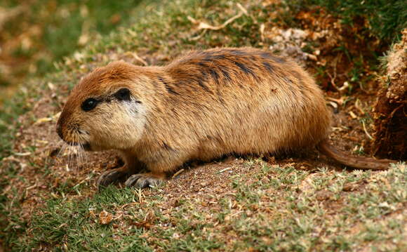 Image de Ctenomys fulvus Philippi 1860