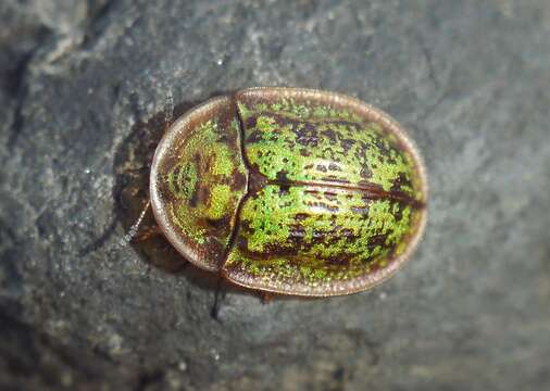 Image of Cassida (Lordiconia) canaliculata Laicharting 1781