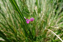 Imagem de Vicia sativa subsp. sativa