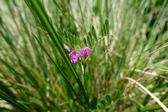 Imagem de Vicia sativa subsp. sativa