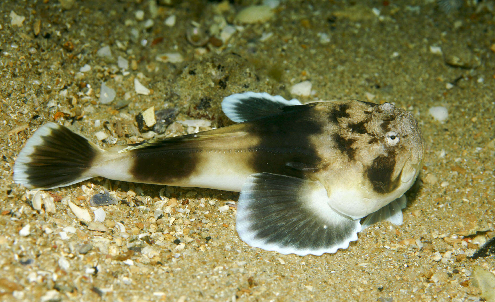 Image of Banded stonelifter