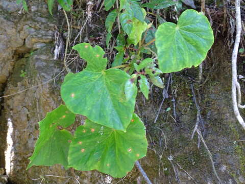 Слика од Begonia sartorii Liebm.