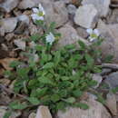 Plancia ëd Cerastium kasbek Parrot