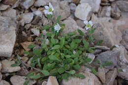 Image of Cerastium kasbek Parrot