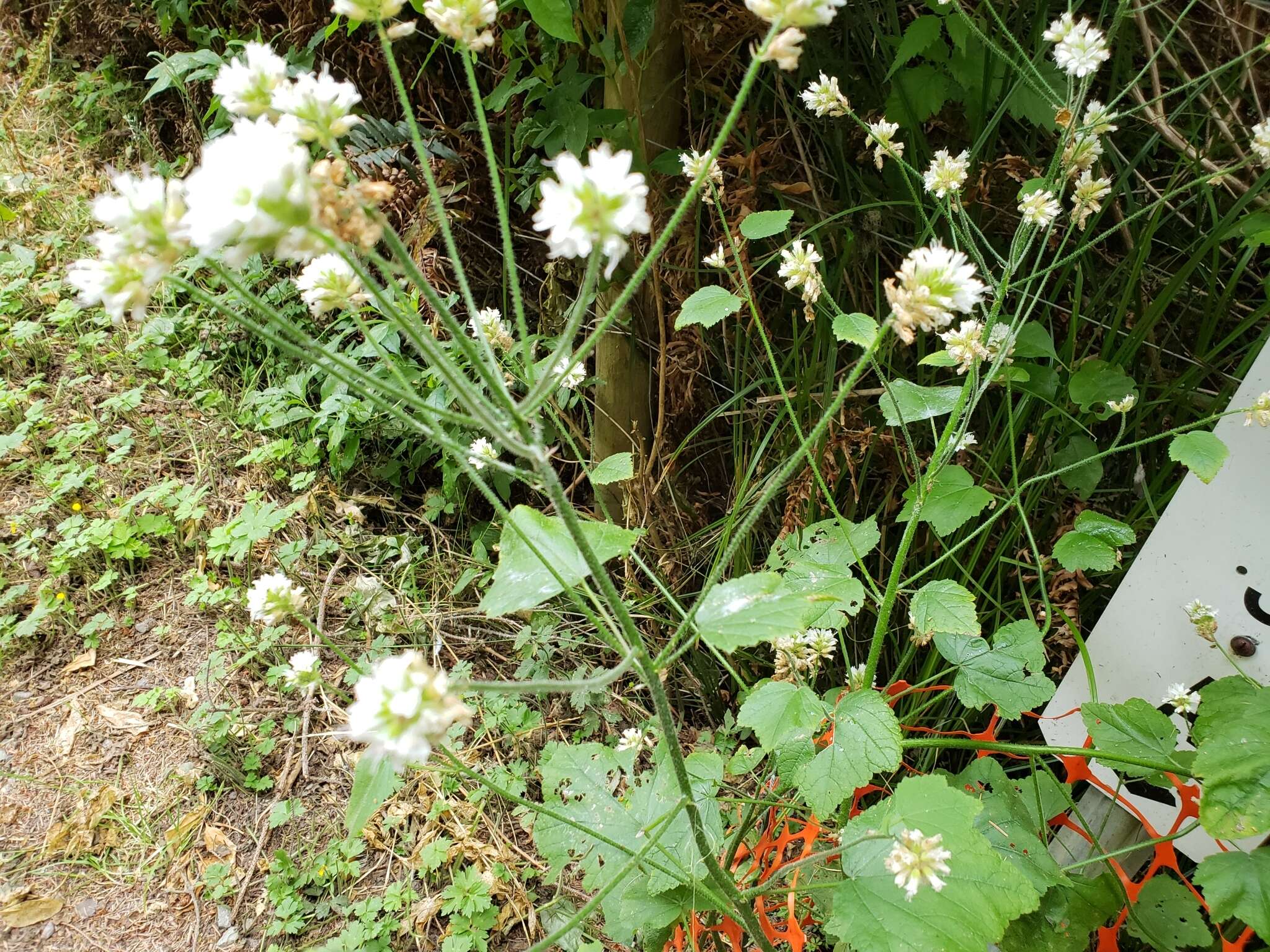 Sivun Sidalcea malachroides (Hook. & Arn.) Gray kuva