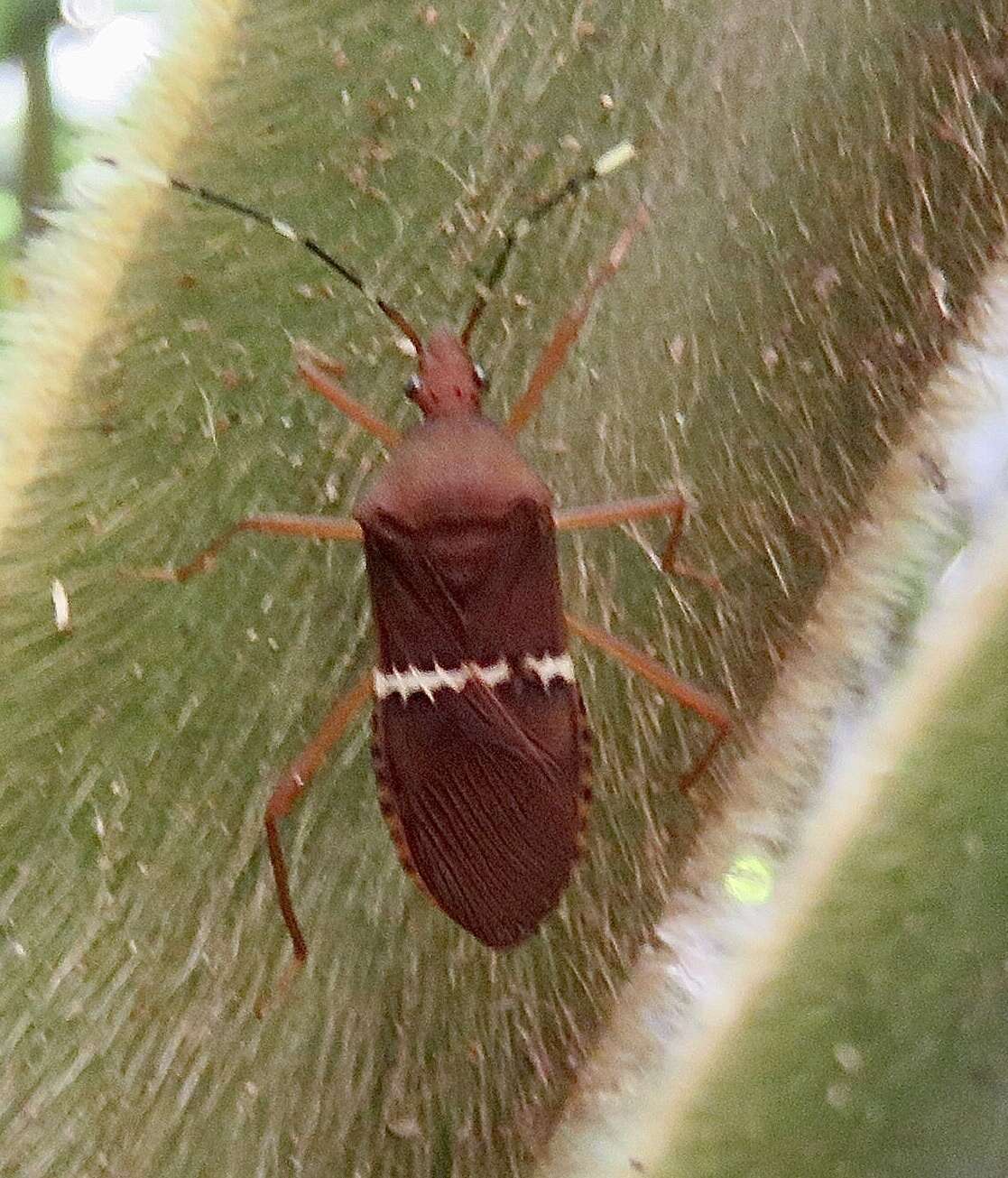 صورة Leptoscelis fasciifera Stål 1865