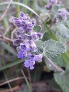 Image of Nepeta racemosa subsp. racemosa