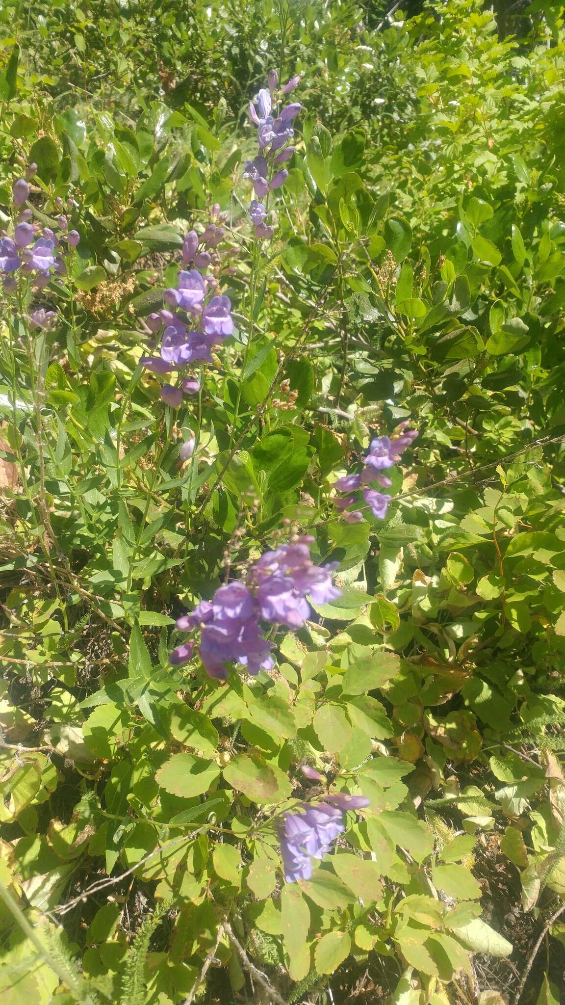 Sivun Penstemon venustus Dougl. kuva