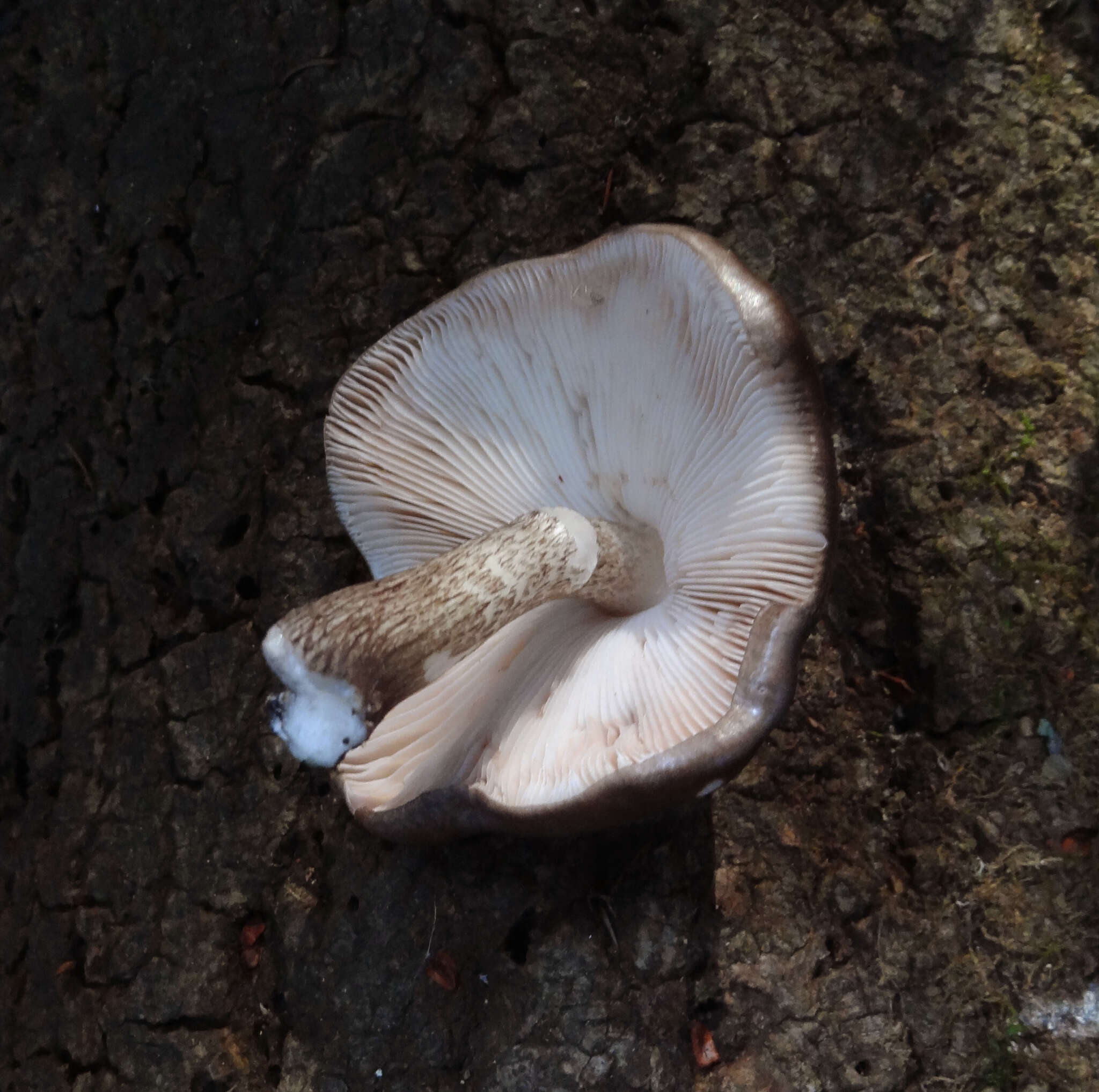 Image of Pluteus exilis Singer 1989