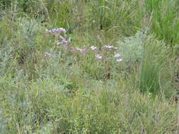 Image of Geranium linearilobum DC. ex Lam. & DC.