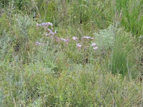 Imagem de Geranium linearilobum DC. ex Lam. & DC.