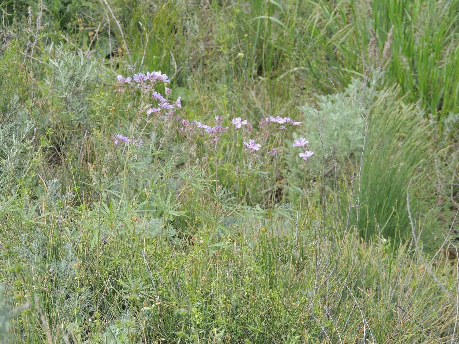 Image of Geranium linearilobum DC. ex Lam. & DC.