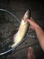 Image of channel catfish