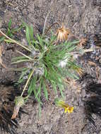 Image of Common gazania