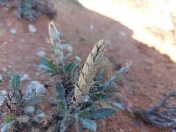 Acanthopsis glauca (E. Mey.) Schinz resmi