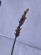 صورة Eragrostis elongata (Willd.) J. Jacq.