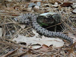 Image de Sistrurus miliarius streckeri Gloyd 1935