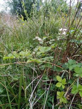 Image of Rubus conjungens (Bab.) Warren