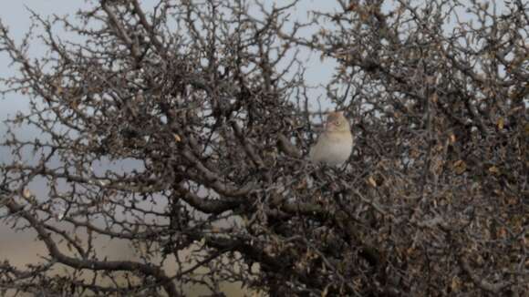 Image of Worthen's Sparrow