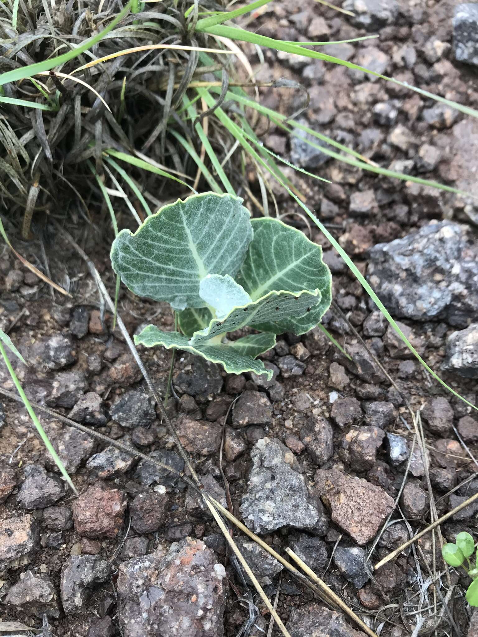 Image of tufted milkweed