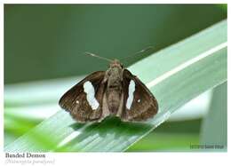 Image of Notocrypta paralysos Wood-Mason & de Nicéville 1881