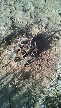 Image of Scheer's beehive cactus