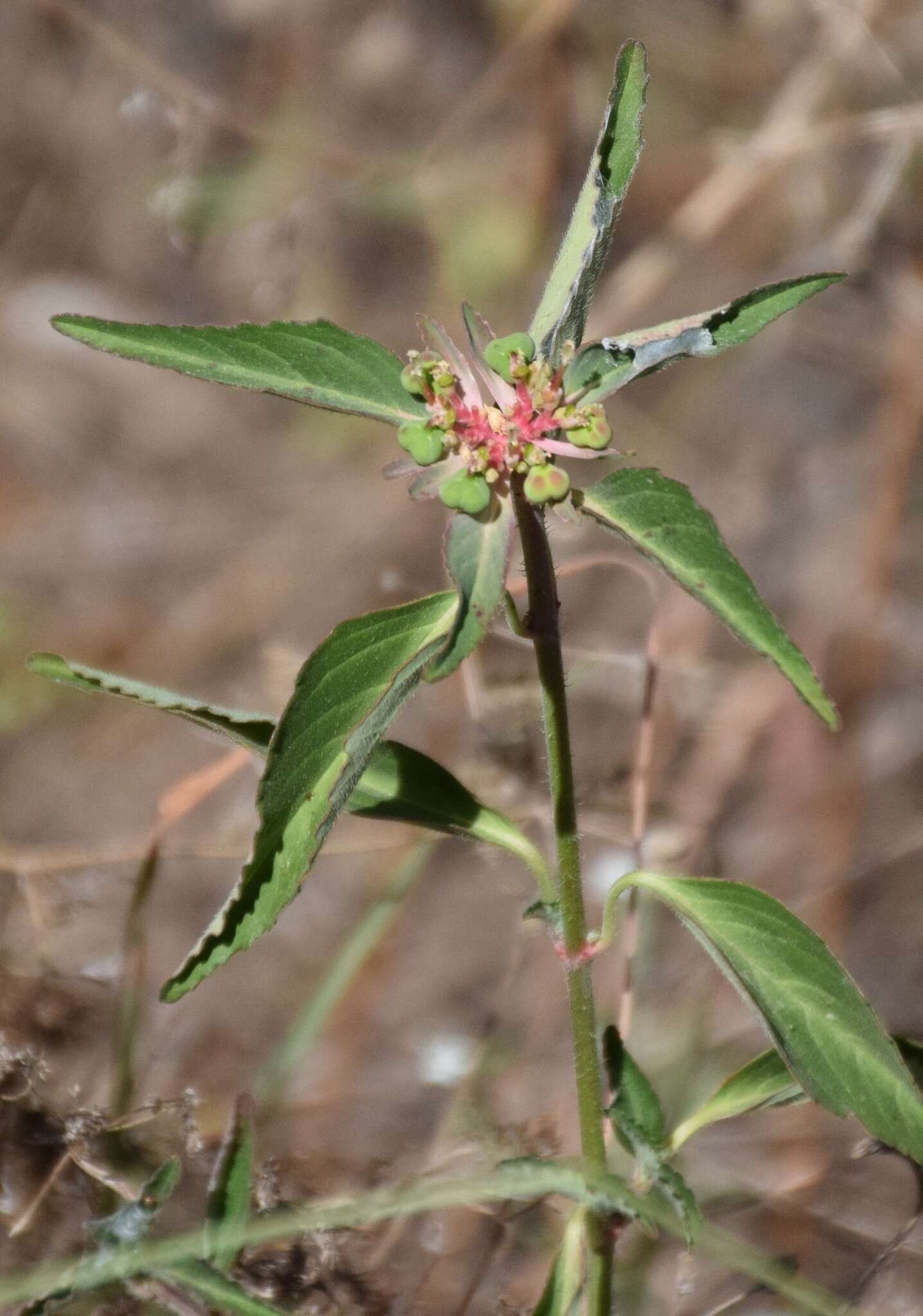 Слика од Euphorbia dentata Michx.