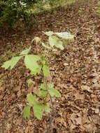 Imagem de Toxicodendron pubescens Mill.