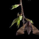 Image de Marumba gaschkewitschii gressitti Clark 1937