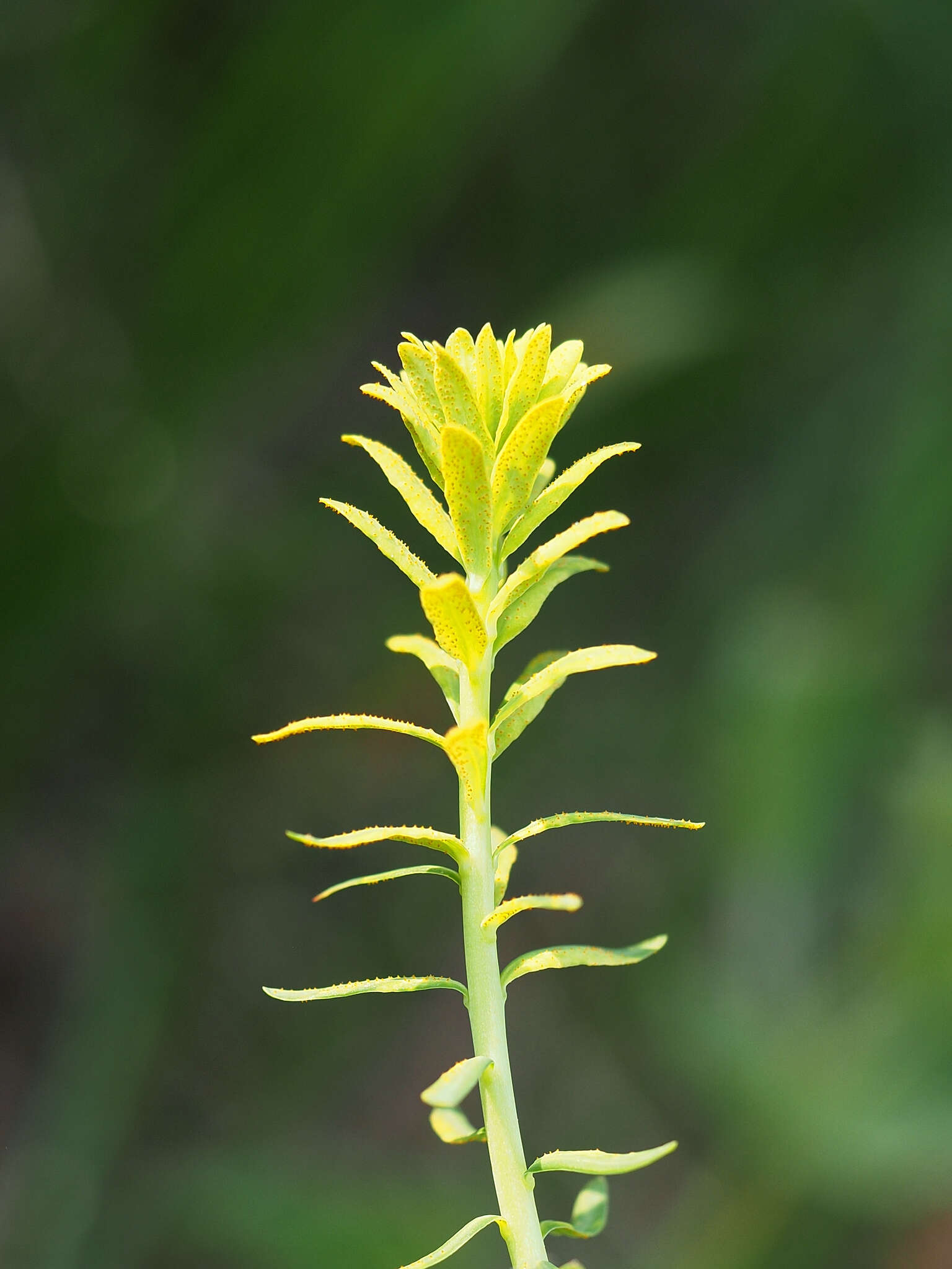 Image of Uromyces pisi-sativi (Pers.) Liro 1908