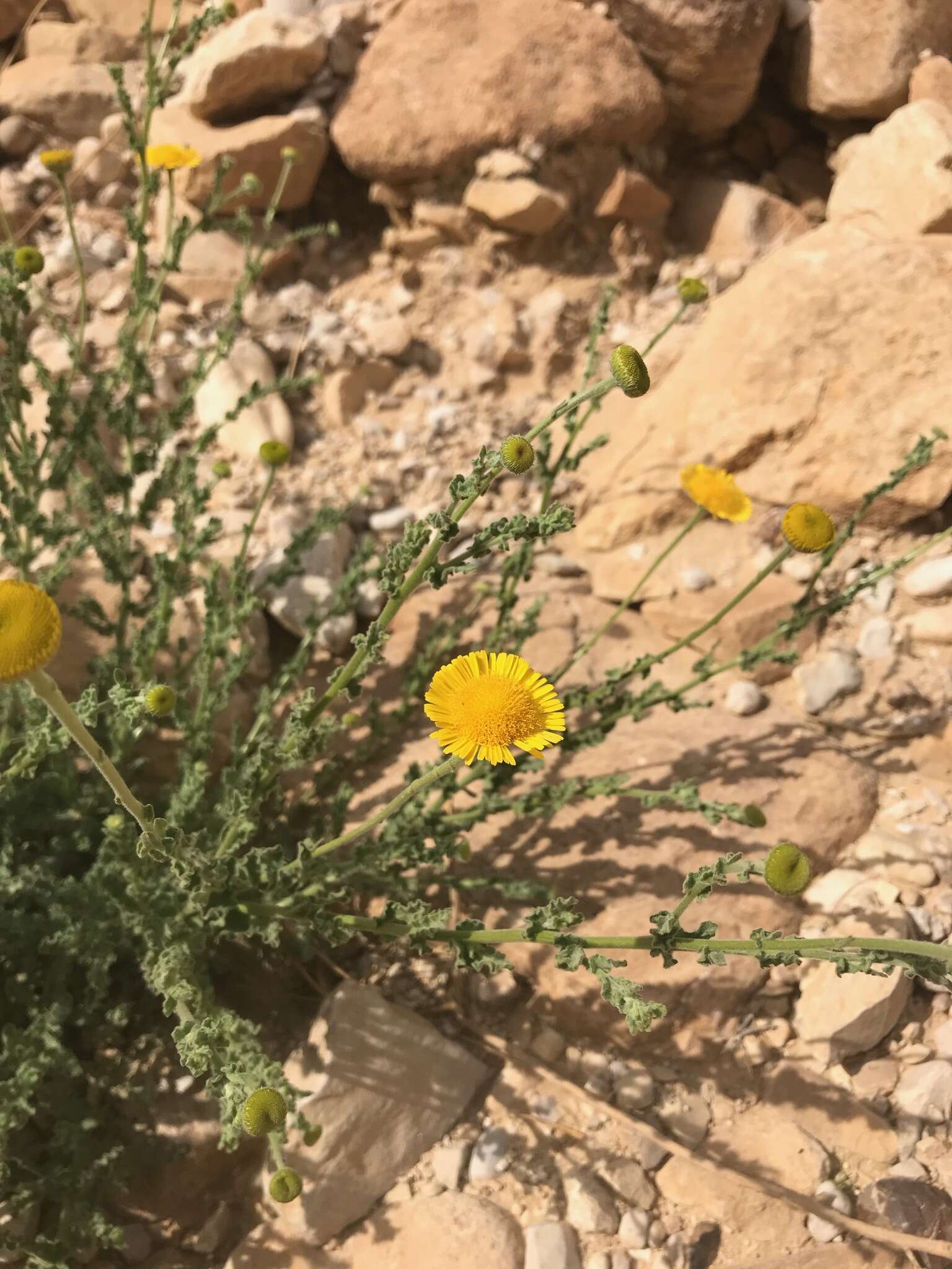 Image of Pulicaria incisa (Lam.) DC.