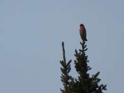 Image of Two-barred Crossbill