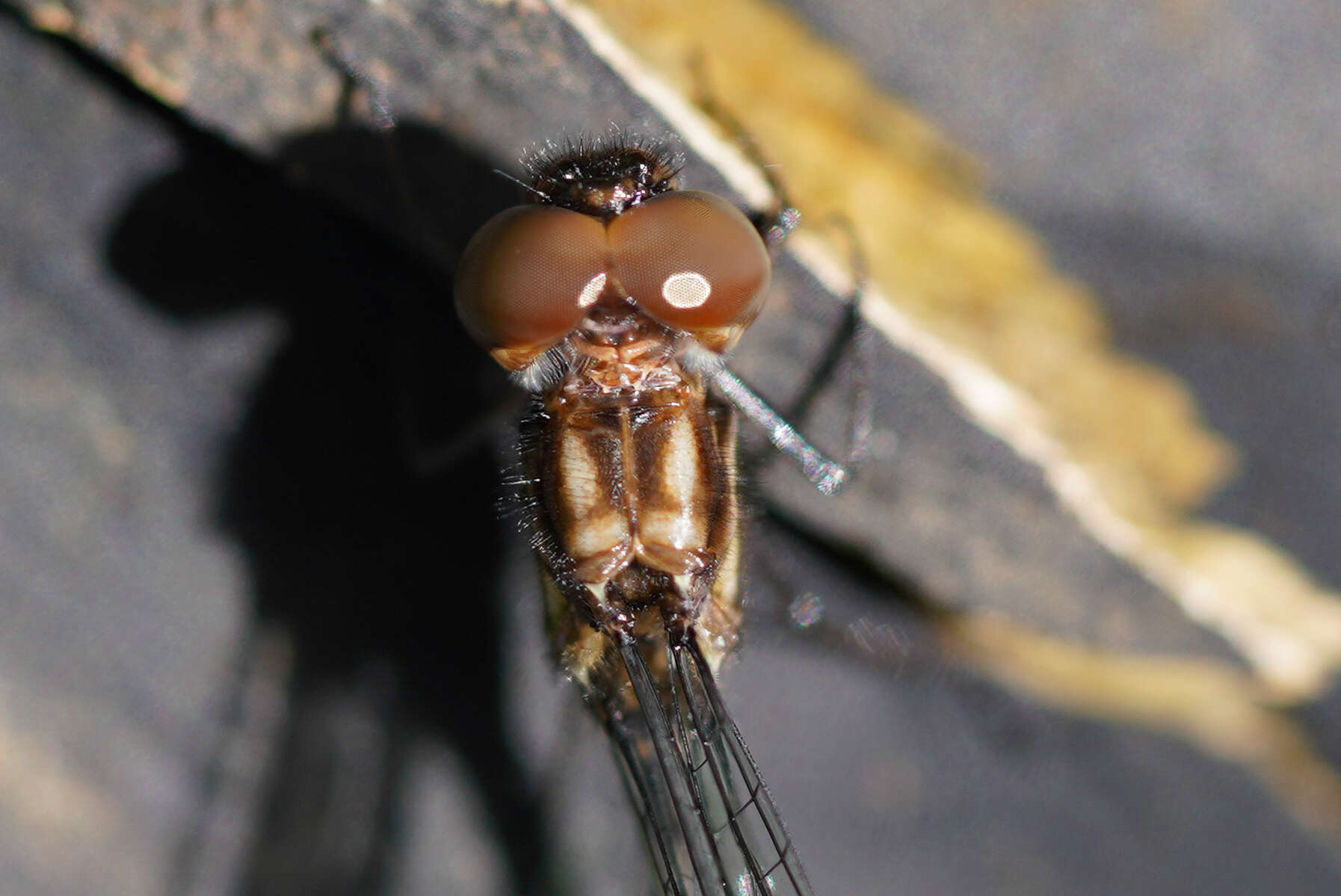 Слика од Macrothemis musiva Calvert 1898