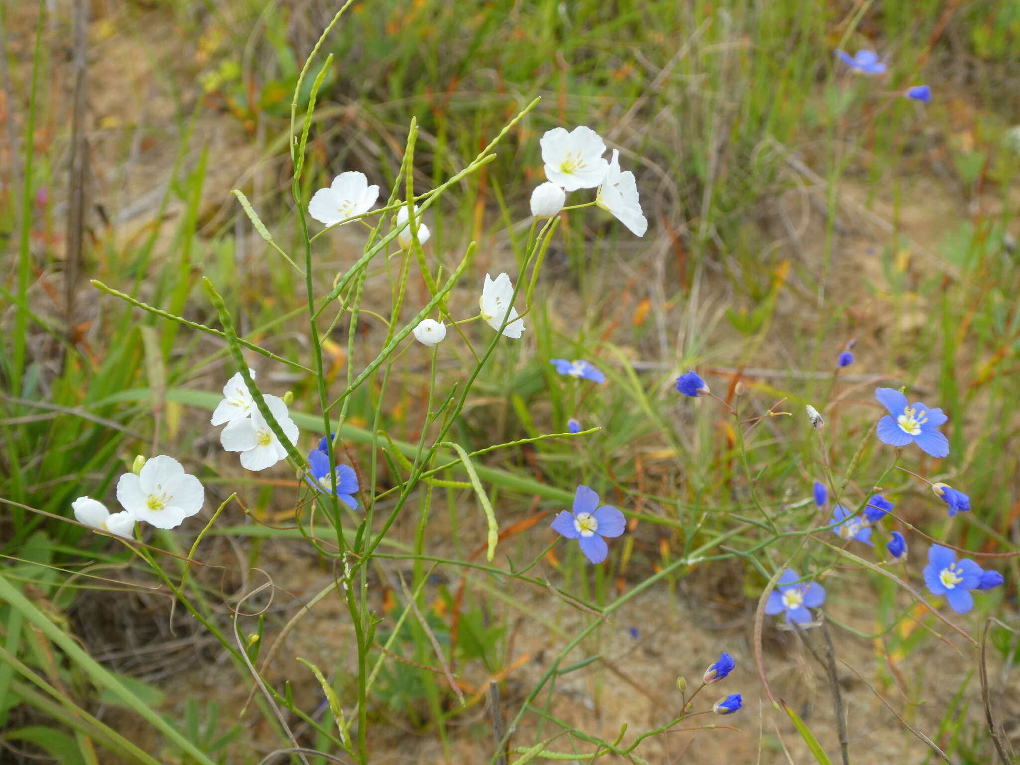 Image de Heliophila macowaniana Schltr.