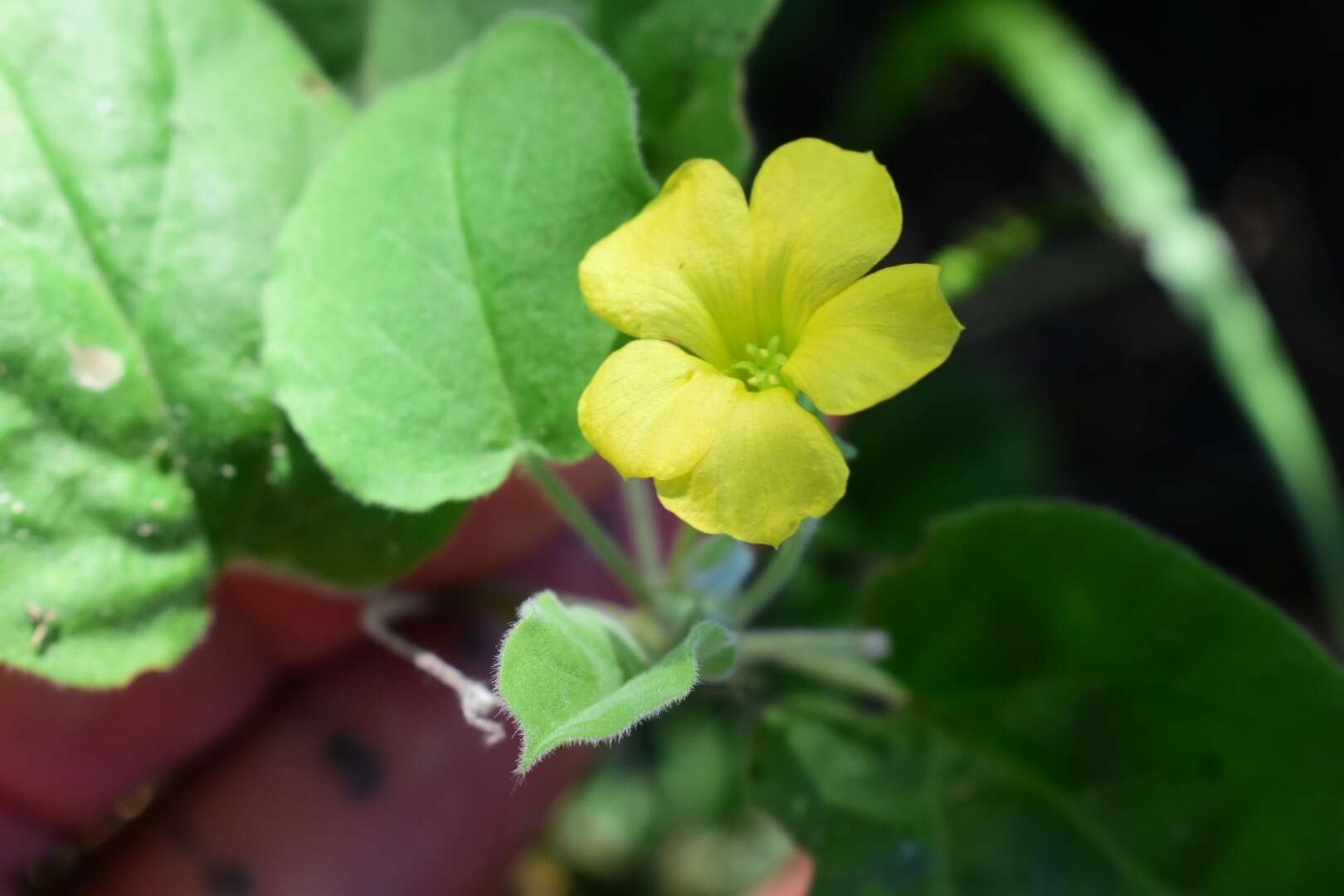 Image of peonyleaf woodsorrel