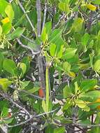 Image of Long-style stilt mangrove