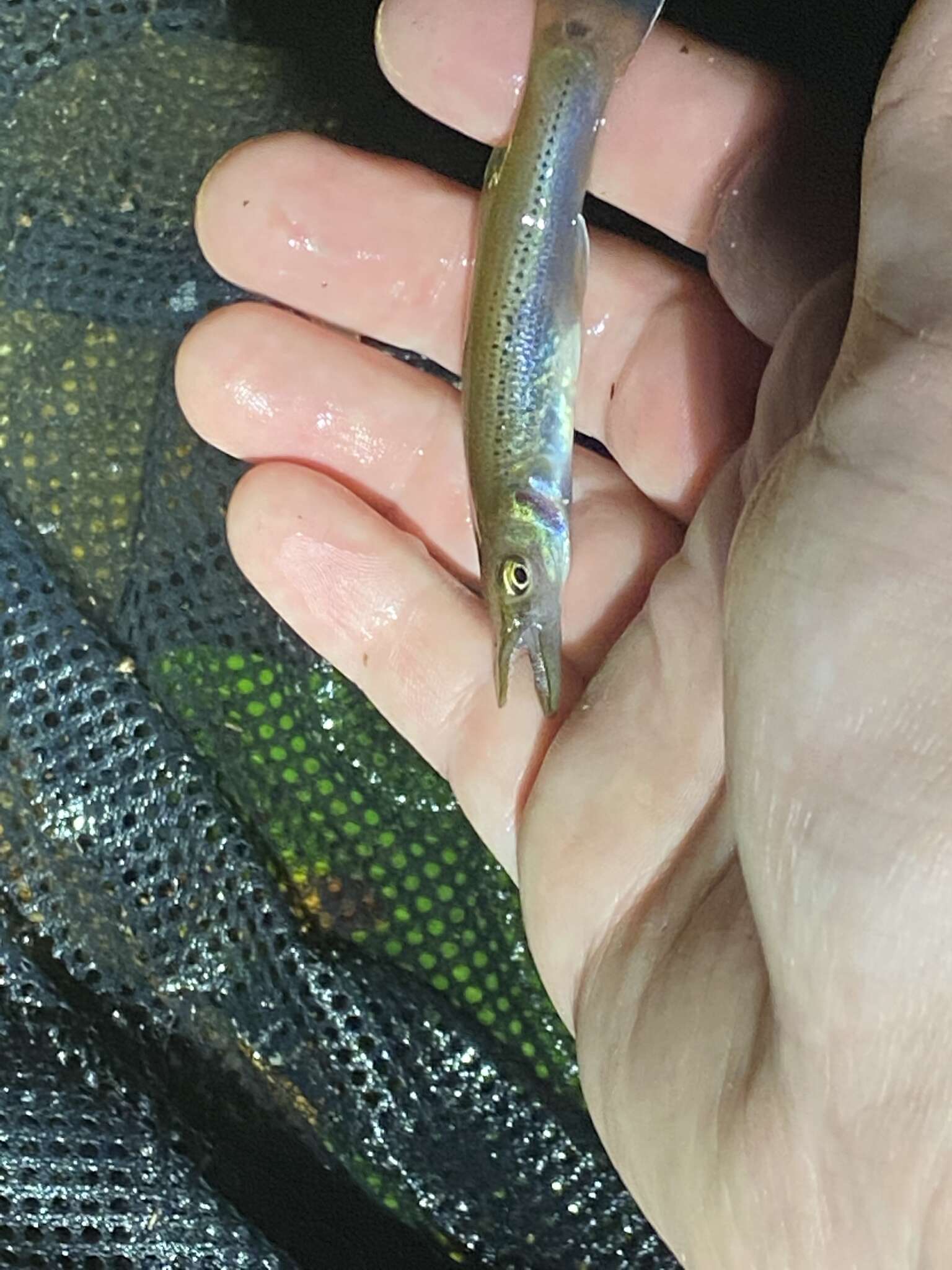 Image of Top minnow