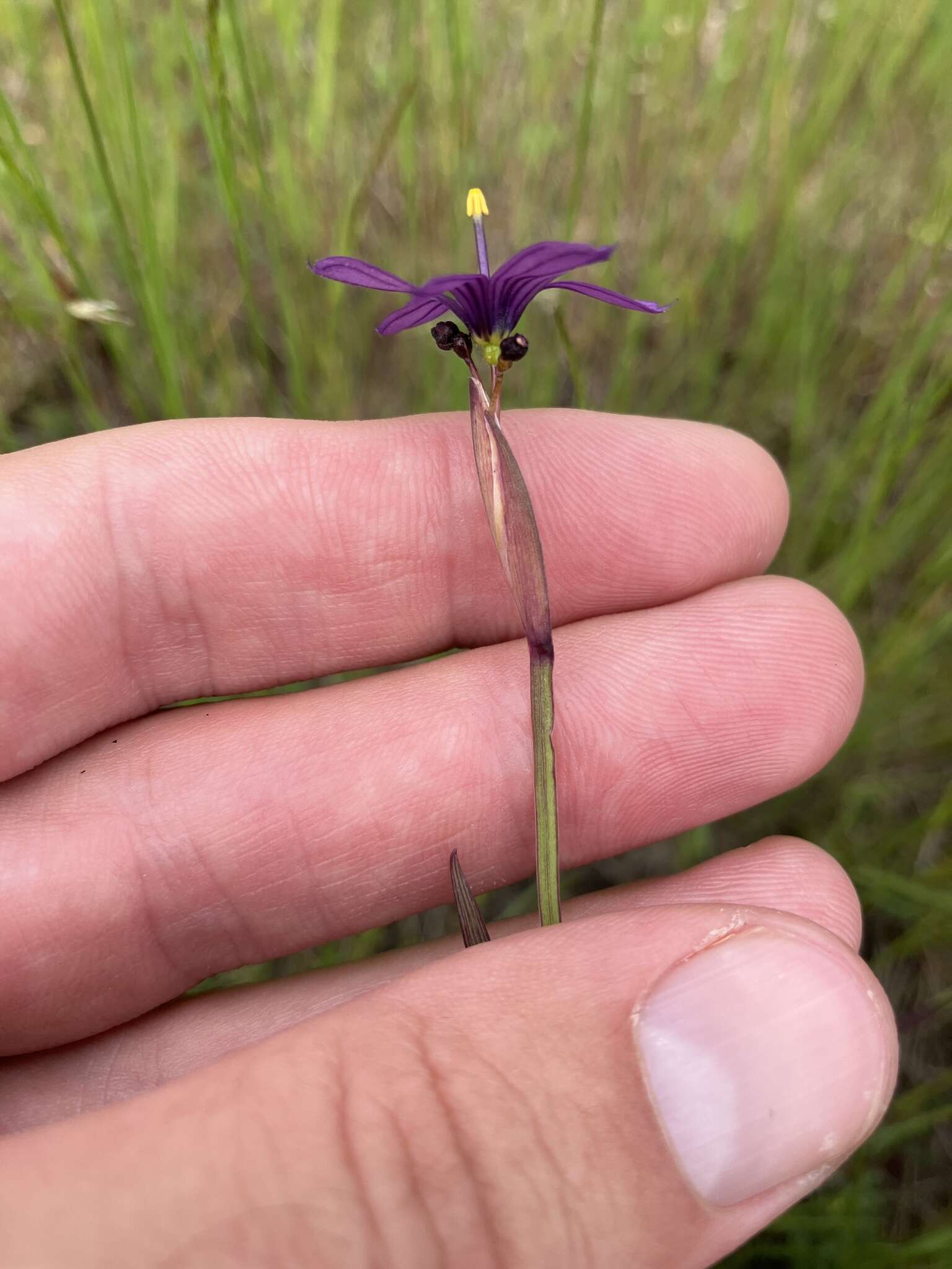 Sisyrinchium hitchcockii Douglass M. Hend.的圖片