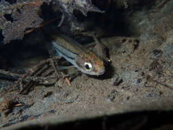 Image of Northern Redbelly Dace