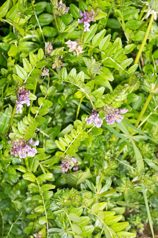 Plancia ëd Vicia sepium L.