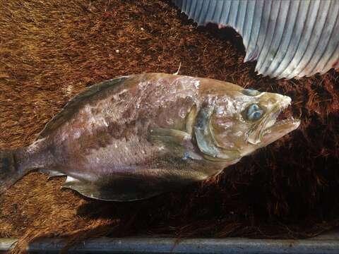 Image of Arrowtooth flounder