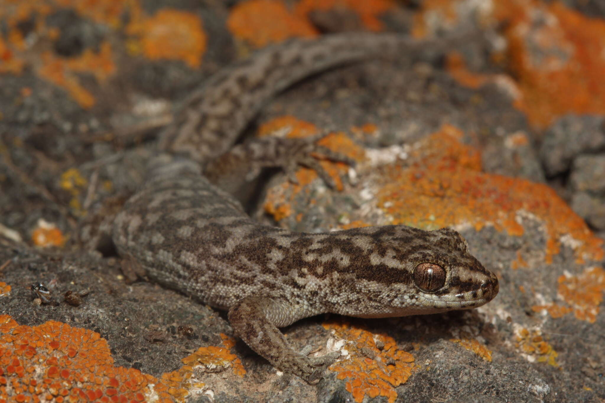 Image of Darwin's Marked Gecko