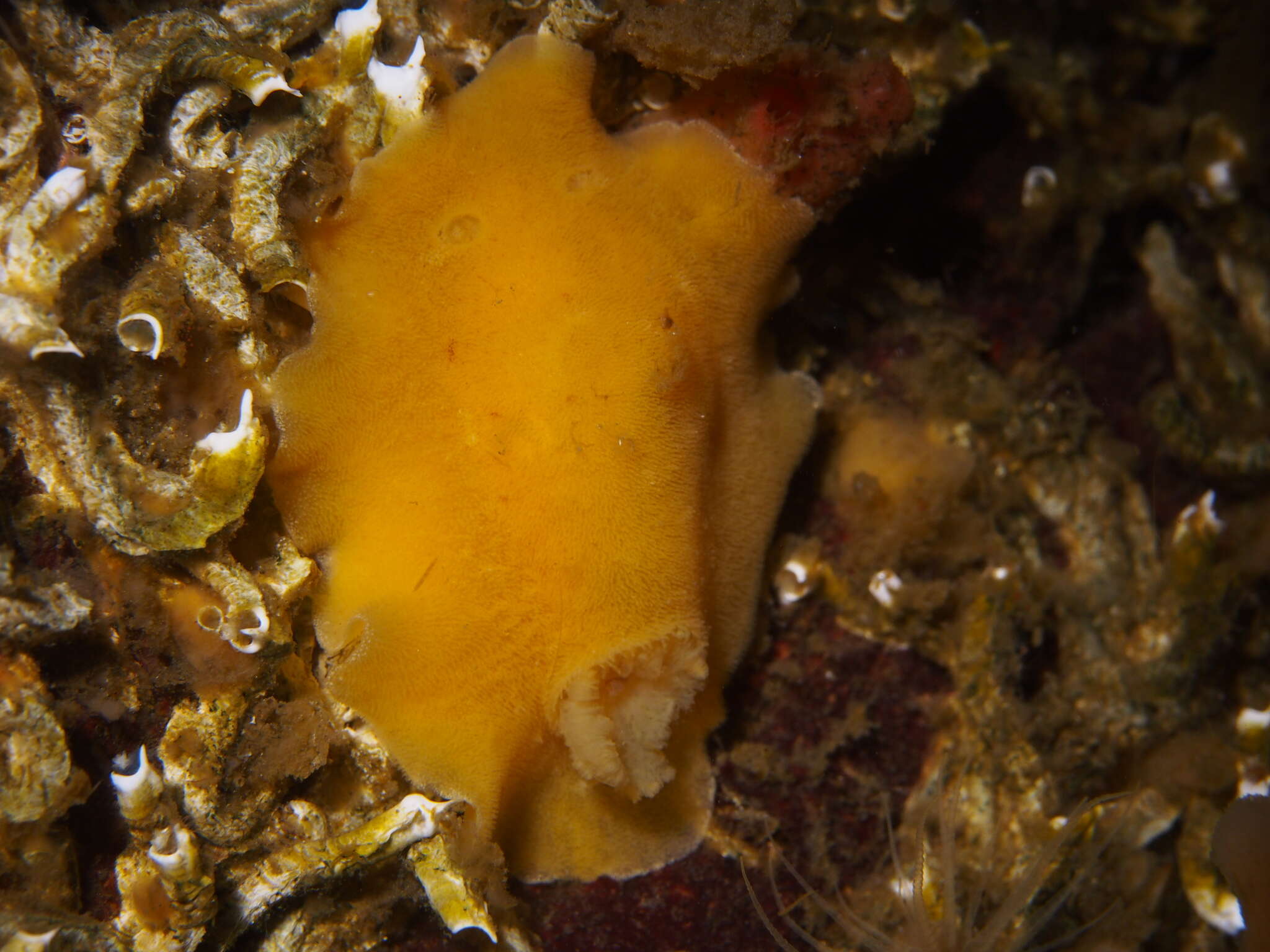 Image of grey sea slug