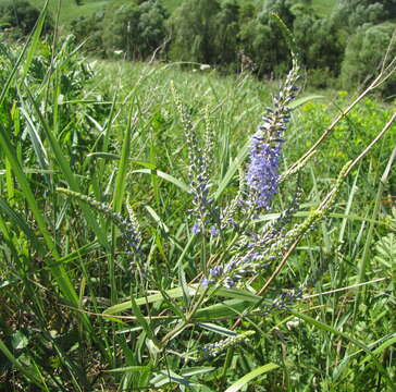 Image of bastard speedwell