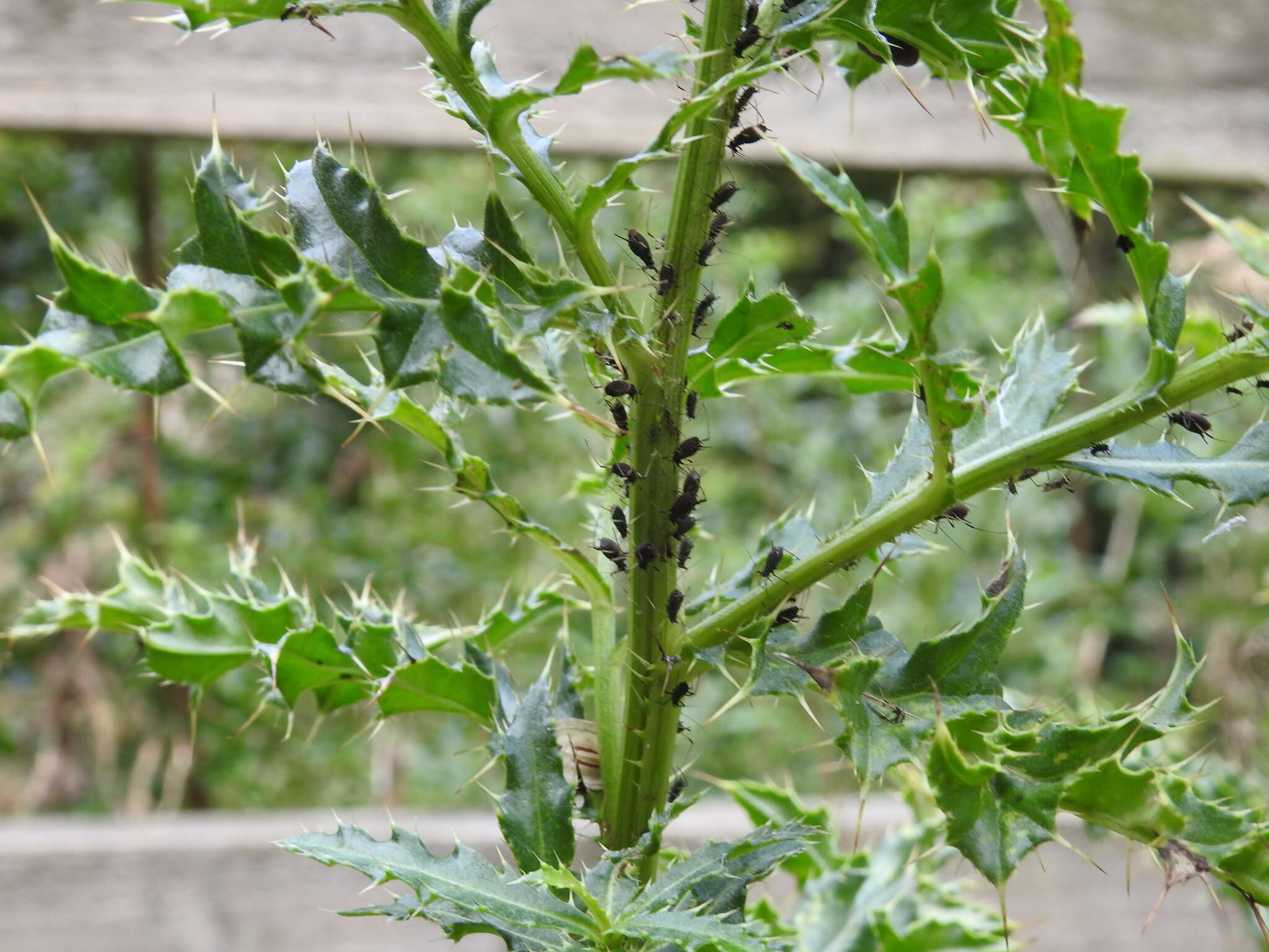 Image of Large Thistle Aphid